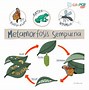 Metamorfosis Jangkrik Apakah Sempurna